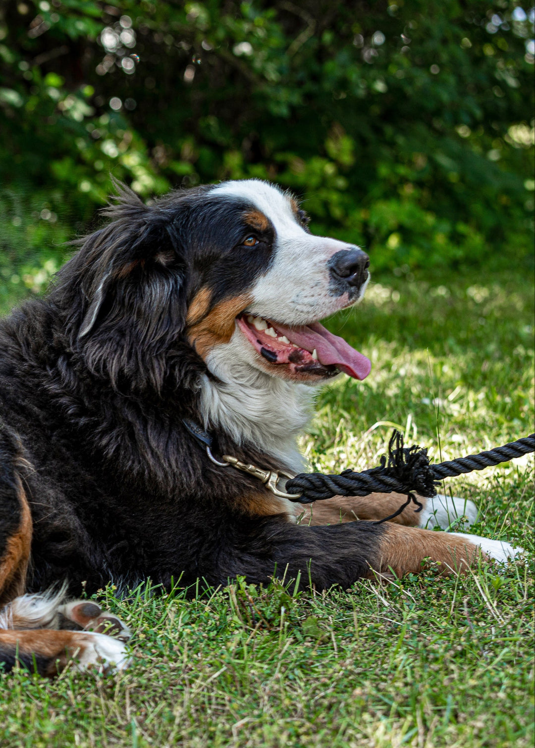 Berner Sennenhündin Luna beim entspannten Liegen auf der Wiese – Symbol für Vertrauen & Gelassenheit bei Balau Naturkosmetik