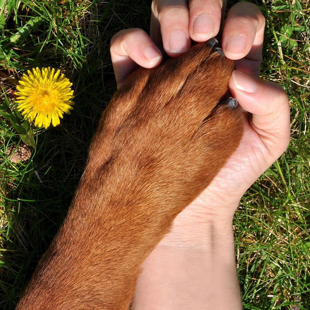 Mensch hält liebevoll die Pfote eines Hundes im Gras neben einer gelben Löwenzahnblüte
